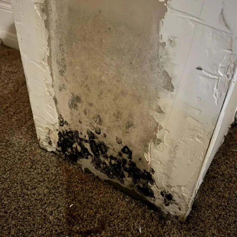 Professional Mold Removal in Maxwell, CA